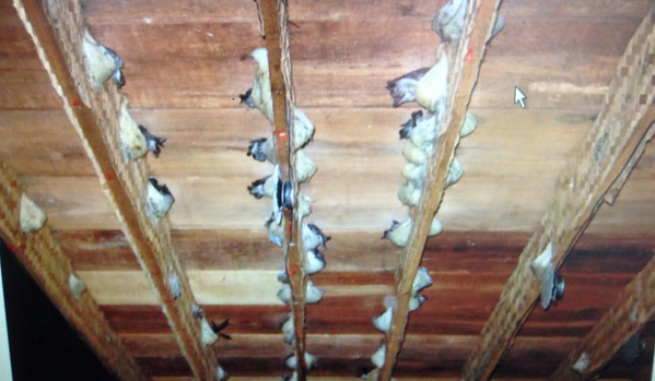 Cara Membuat Sekat Rumah Burung Walet yang Tepat Jual