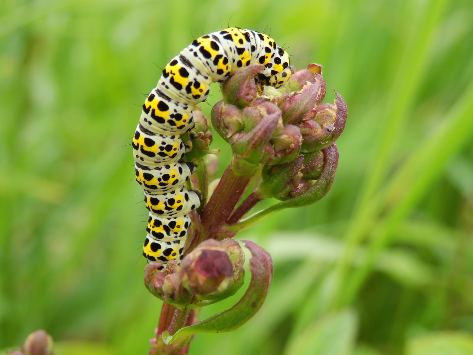Mullein Moth Caterpillar