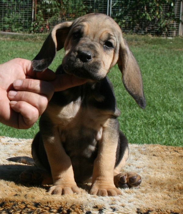 Hire A Hound Getting a bloodhound puppy!