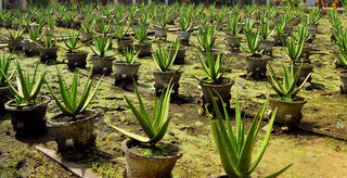 Peluang Bisnis Usaha Peluang Usaha Budidaya Lidah Buaya