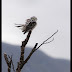 Bird Photo of the Week / Ukens fuglebilde - 34