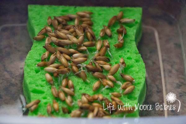 Grass sprouting on a sponge.