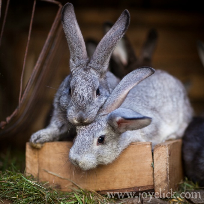 RABBIT KEEPING What you need to know to get started! Farm Girl