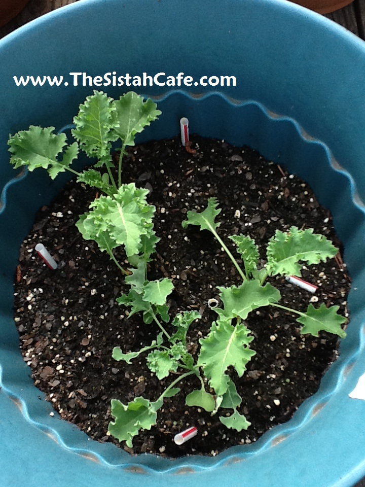 is lemon balm edible how does lemon balm work