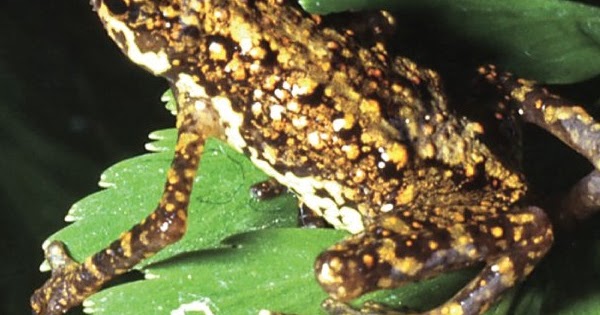 Species New to Science [Herpetology • 2019] Pelophryne ingeri • A New