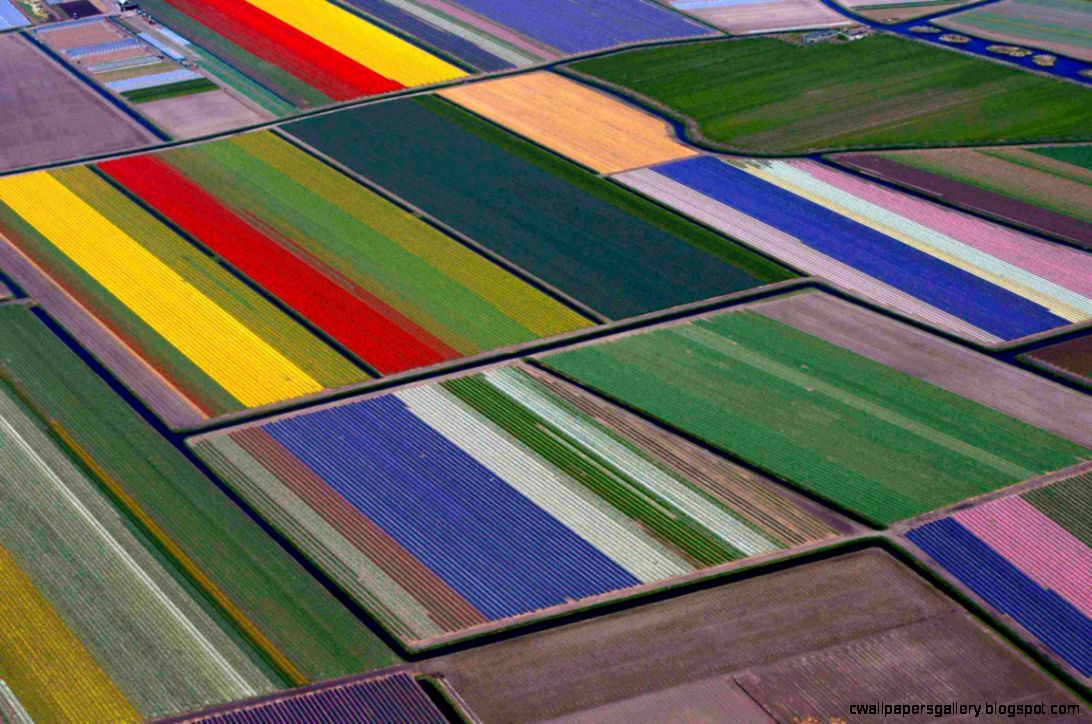 Tulip Fields From Space
