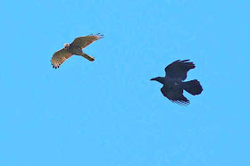 Eagle being chased by a crow, in flight