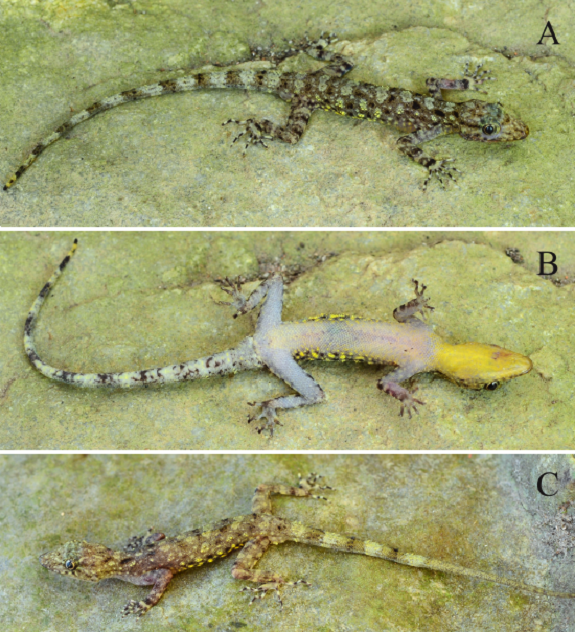Species New to Science [Herpetology • 2020] Cnemaspis tubaensis • A
