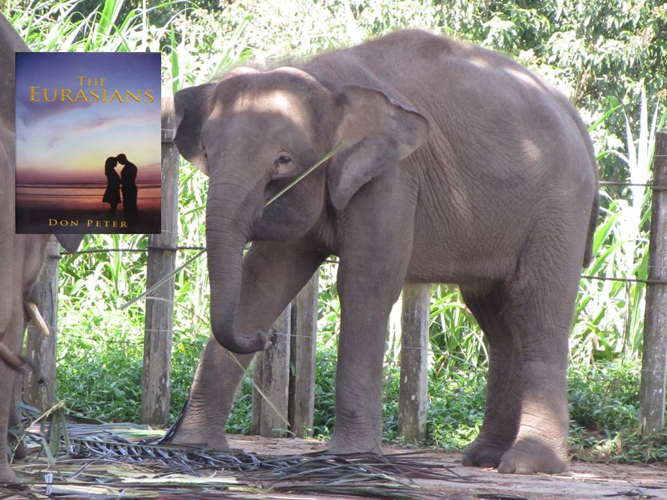 TRAVEL AND LEISURE IN BORNEO PYGMY The Exotic Elephant from Borneo