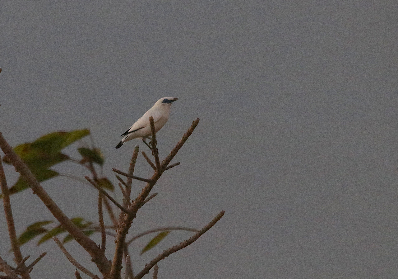Birding Indonesia Part 4: West Bali National Park | Pitta Tours