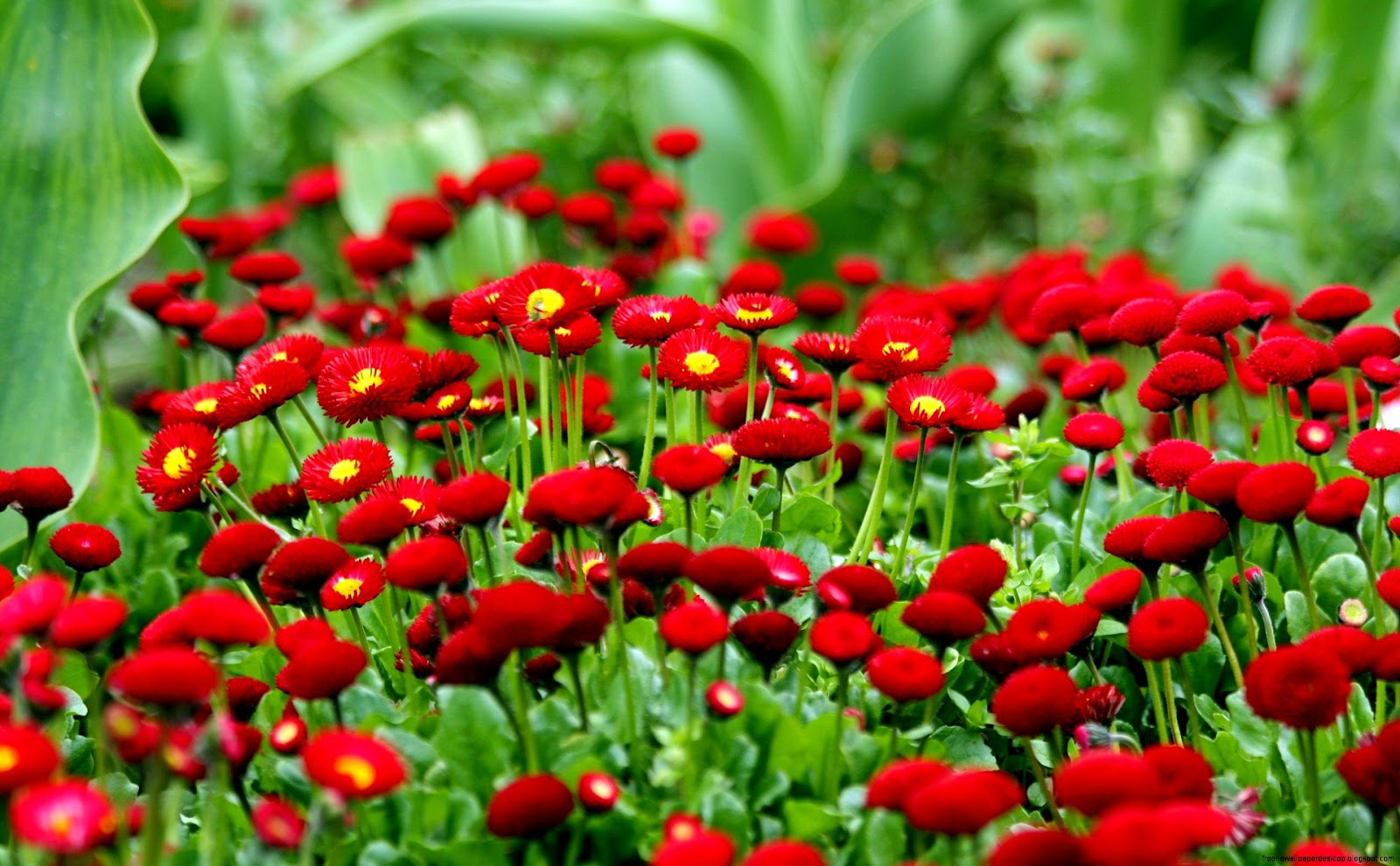 Herbs with Red Flowers