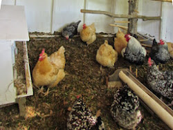 chickens moving they feeder seemed moved approve took had tour come