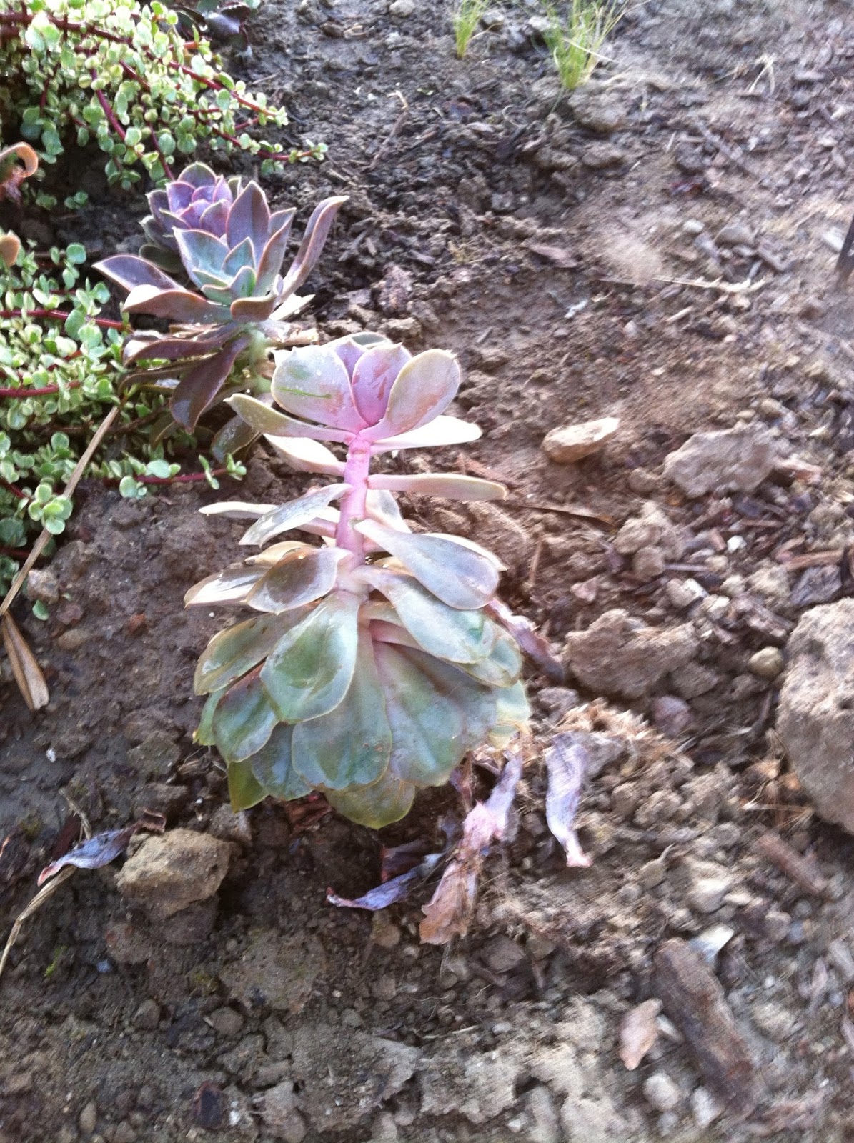 Succulent Succulence Deadheading It's Not As Bad As It Sounds