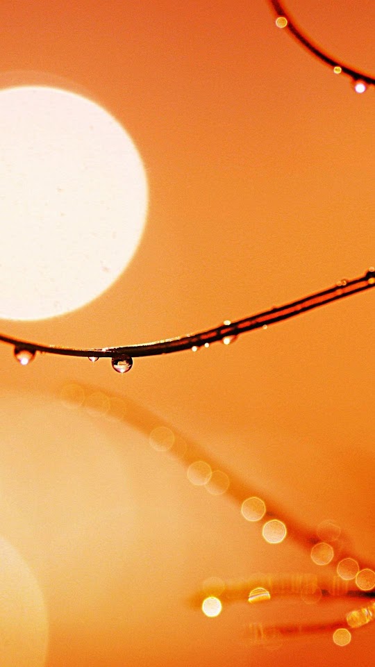 Macro Dew Drops On Branch Hot Sun  Android Best Wallpaper