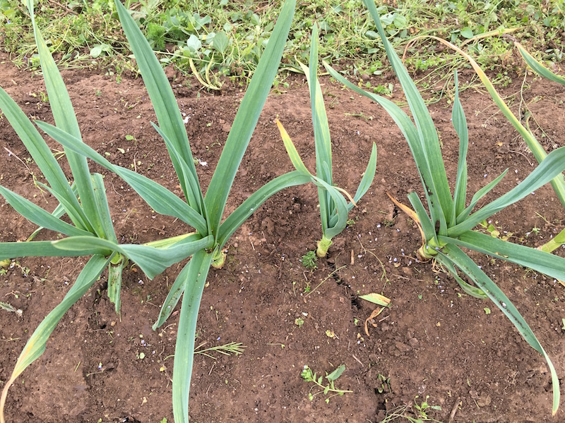 Good Stuff NW A Day at Ayers Creek Farm