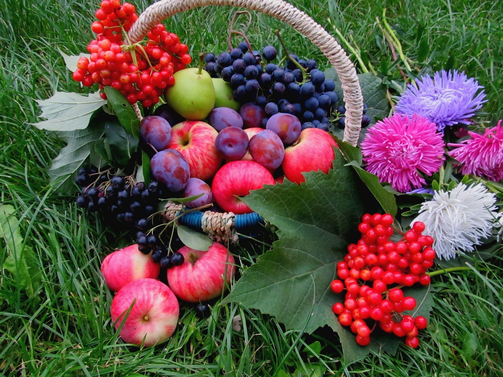 Ковид август. Август астры август звёзды август грозди винограда и рябины. Август природа. Осенние фрукты и ягоды. Осенние цветы в саду.
