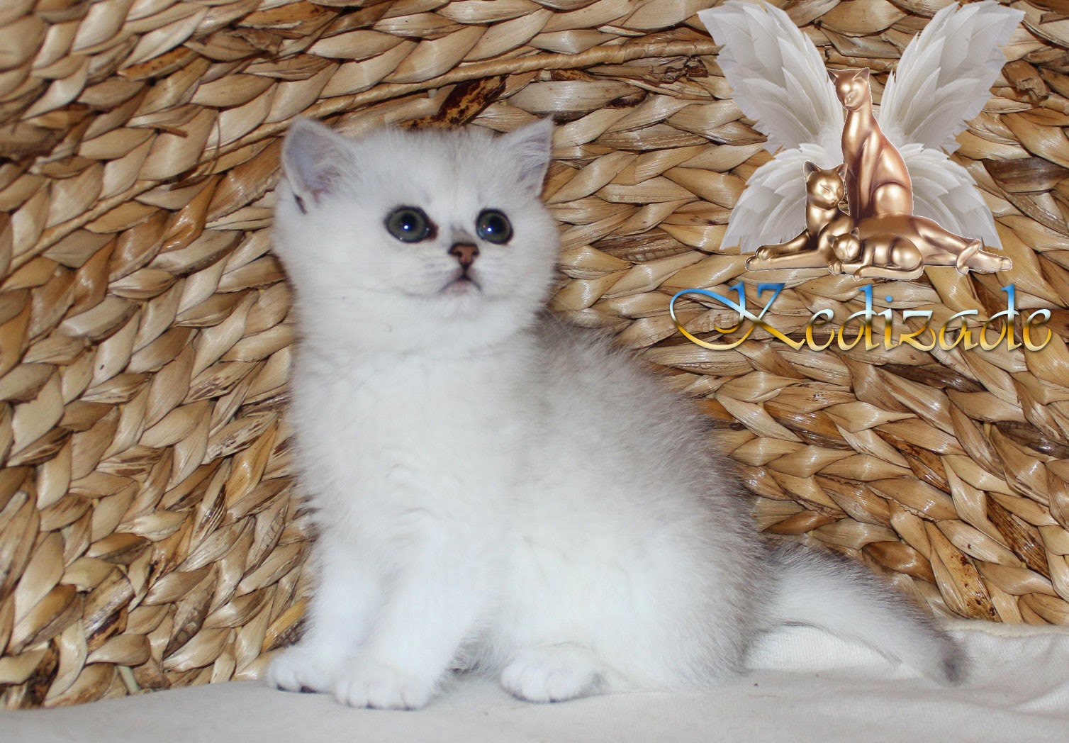 SAFKAN British Shorthair British Shorthair Scottish Fold sahibinden