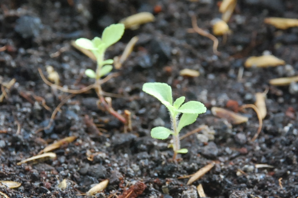 My little vegetable garden Growing Stevia a sweet adventure