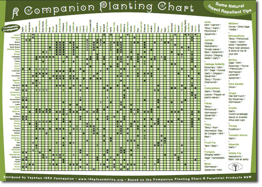 10 informative charts for permaculture agroecology next kale companion planting chart