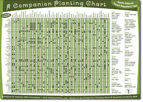 Companion Planting  Source: IDEP Foundation