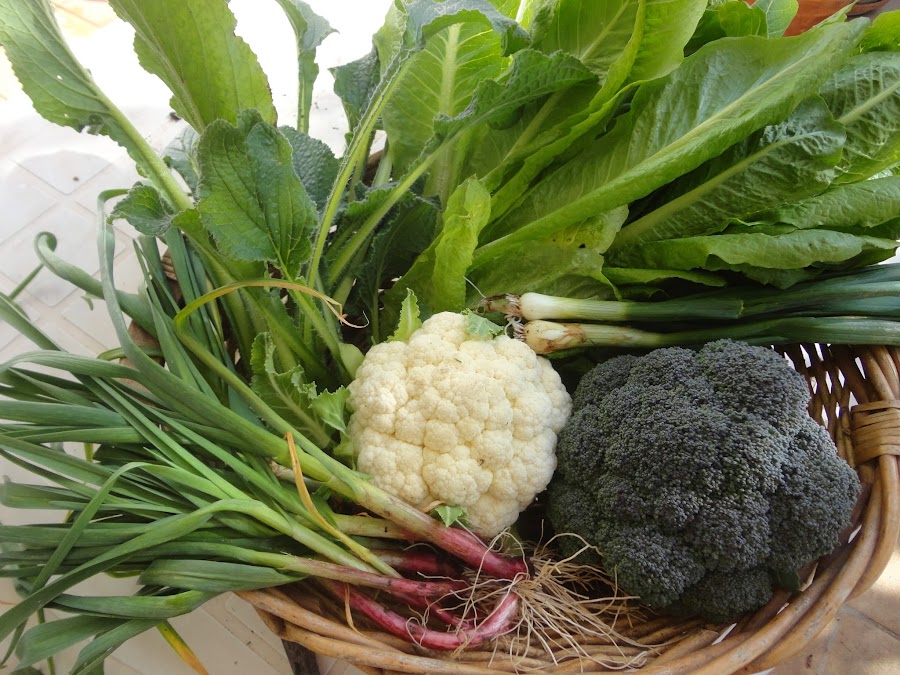 COSECHA DE BRÓCOLIS, COLIFLOR, AJETES, CEBOLLETA, LECHUGA Y BORRAJA.