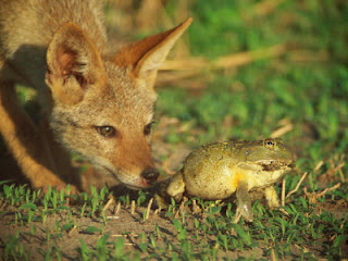 manish home: GOLDEN JACKAL