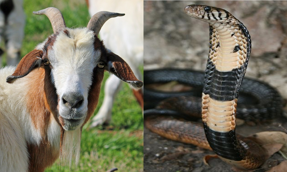 chinese-horoscope-snake-compatibility-with-sheep-or-goat