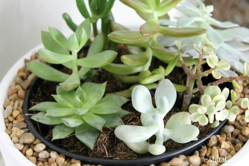 Easy housewarming gift idea! DIY painted succulent planter | Meet the B's