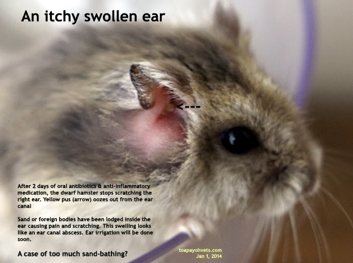 Be Kind To Pets, Vet case studies, Photography tips, Travel Stories