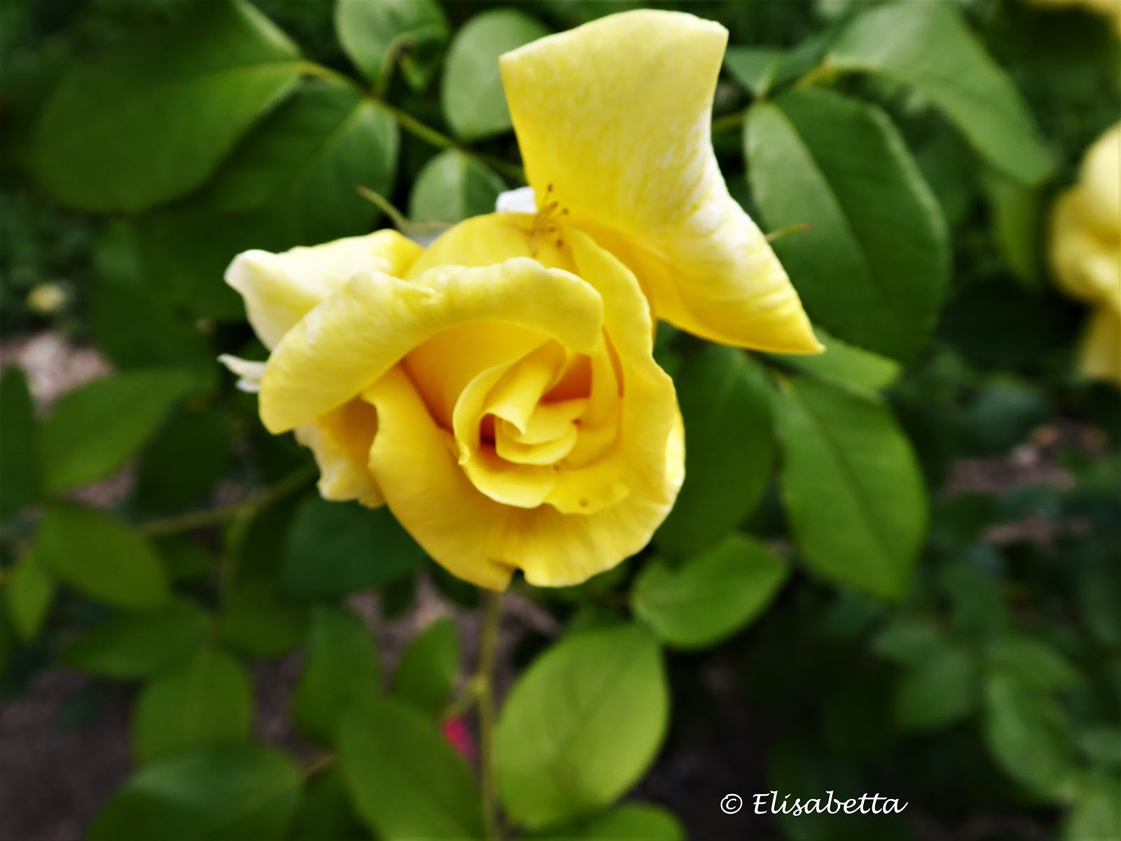 Morgen Ist Alles Anders Rosenmond Rilke