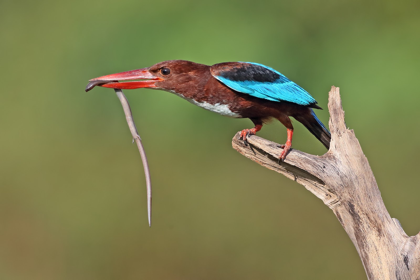 Whitethroated Kingfishers nesting behavior