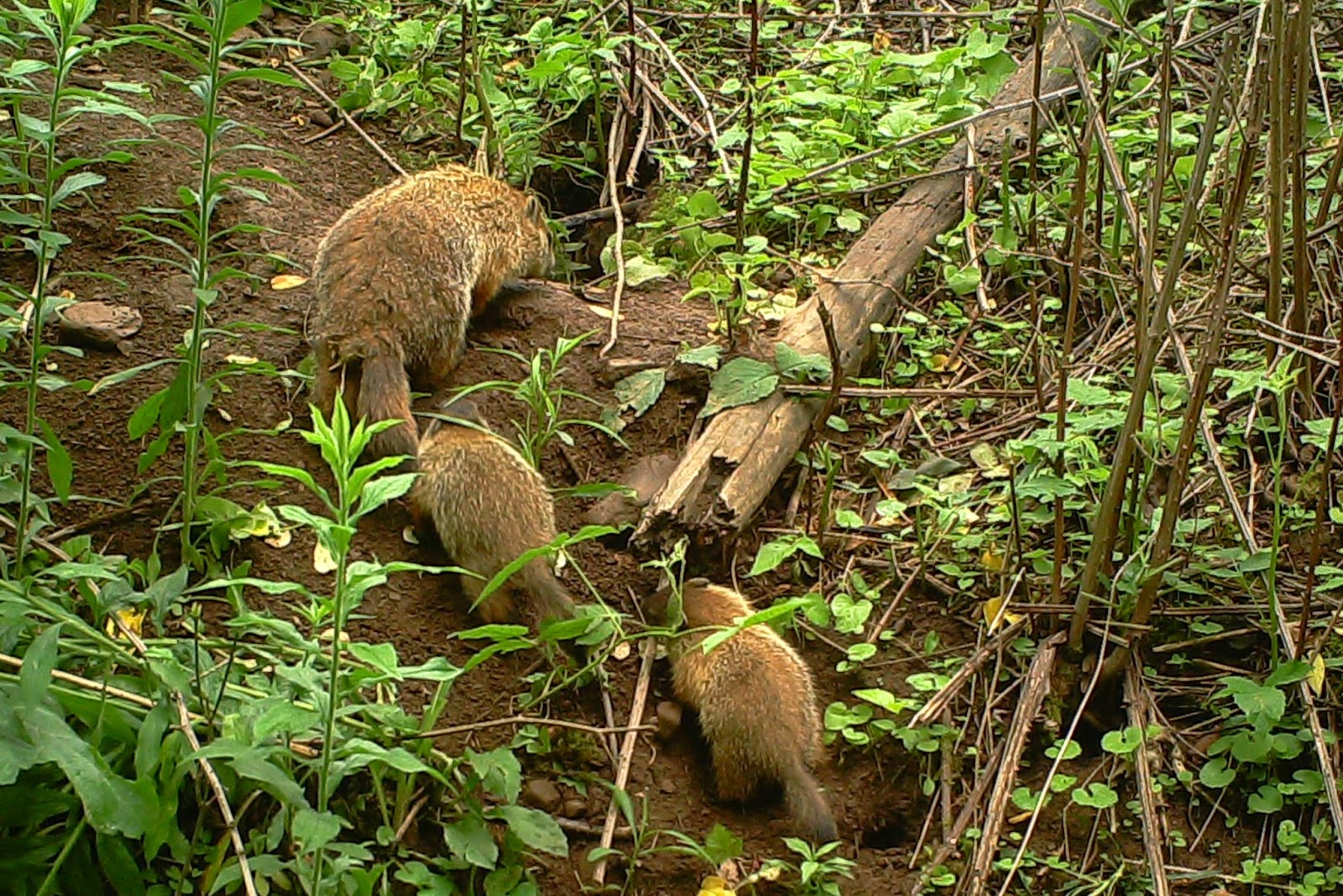 Tales From The Wilds Woodchucks at Home and at Large