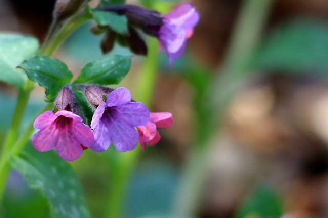 Common lungwort