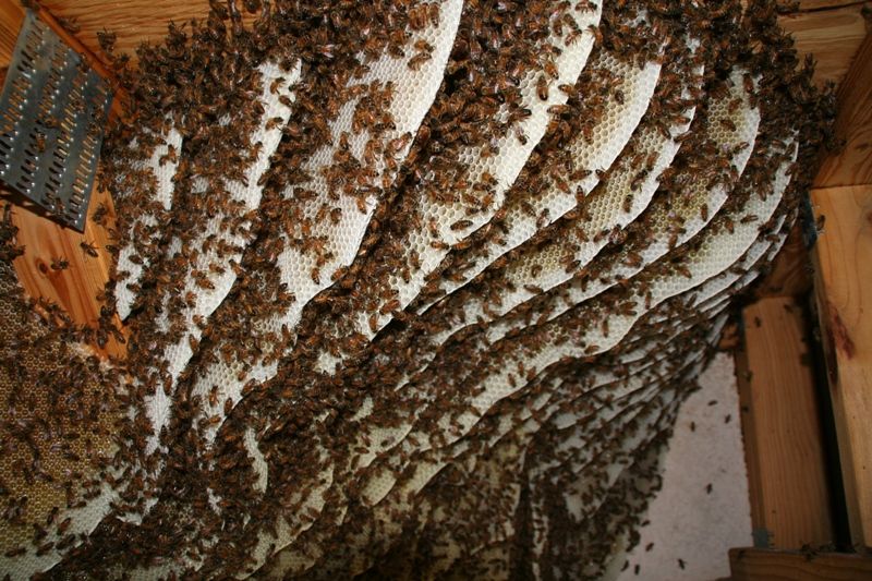 Пчёлки очень любят мёд