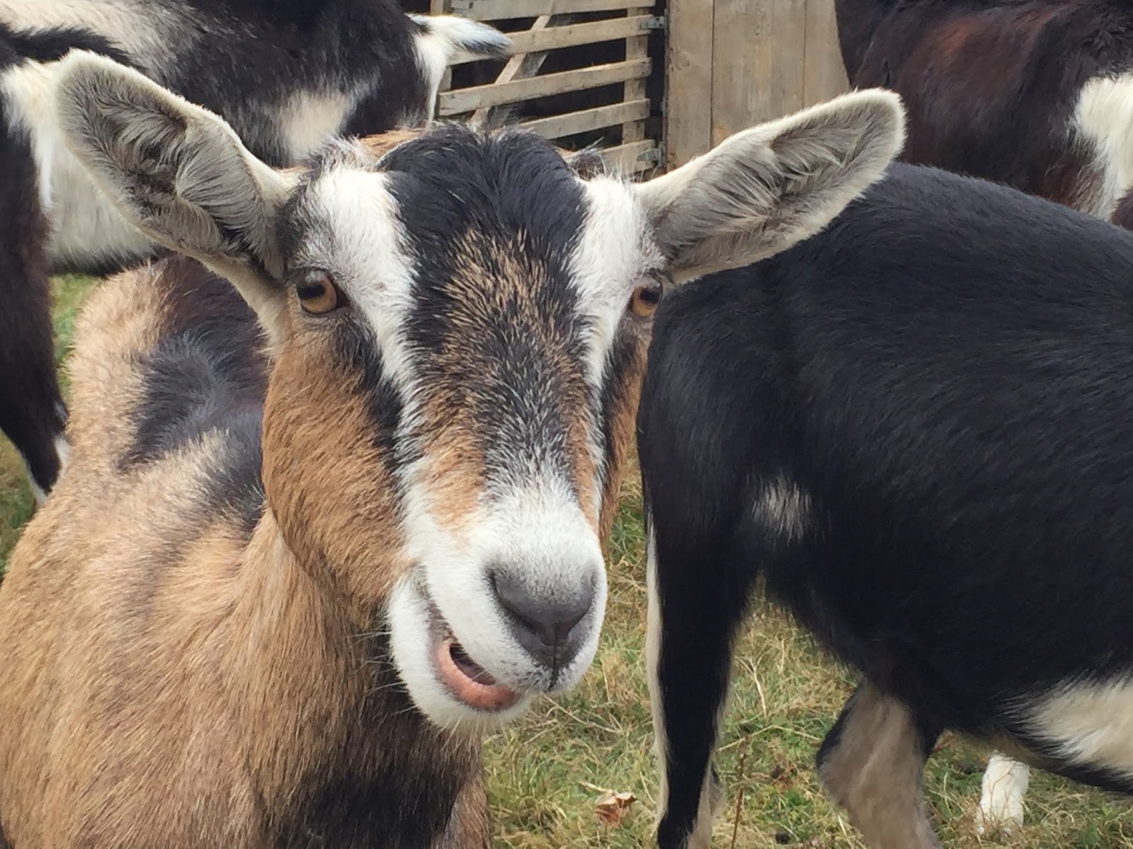 Cotton Hill Creamery