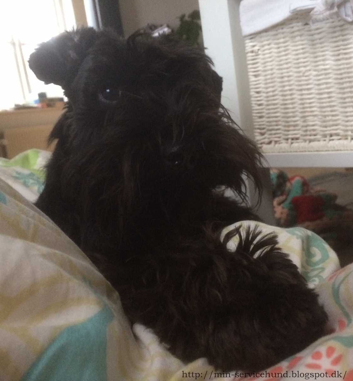 Min Servicehund Vi flytter