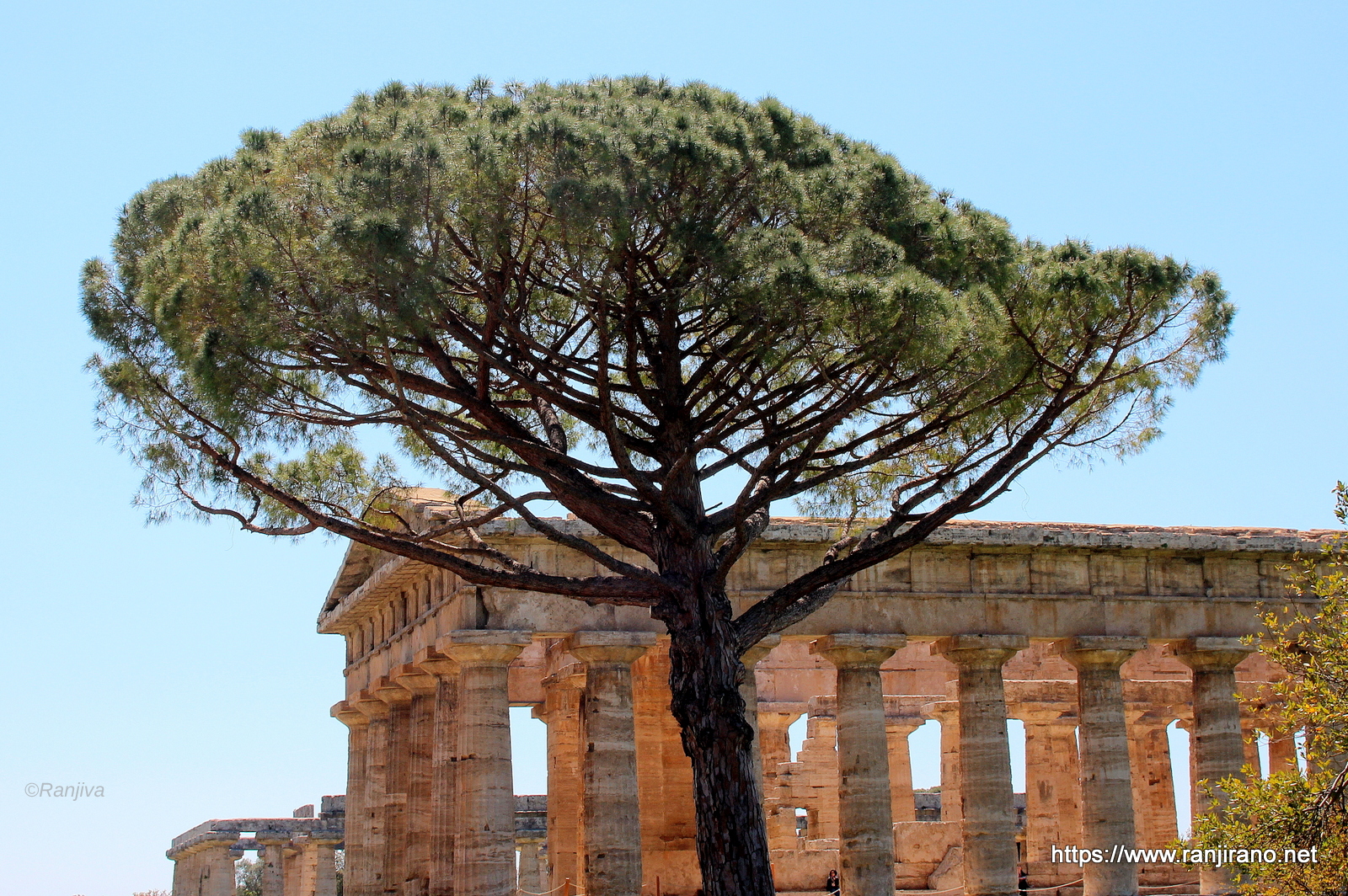 Paestum et ses pins parasols, merveille de l'antiquité grecque
