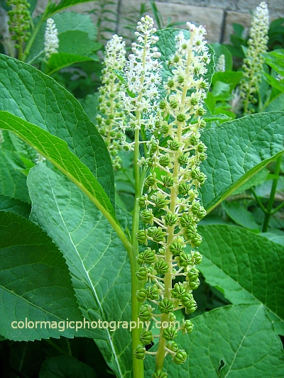 Phytolacca Acinosa - long racemes of greenish-white flowers