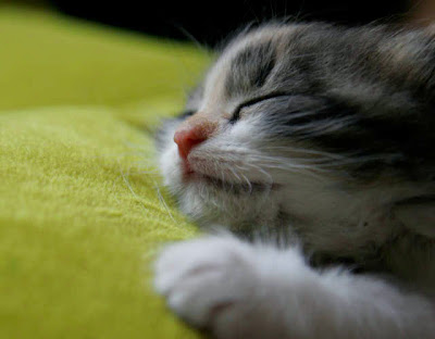 sleeping cat cat