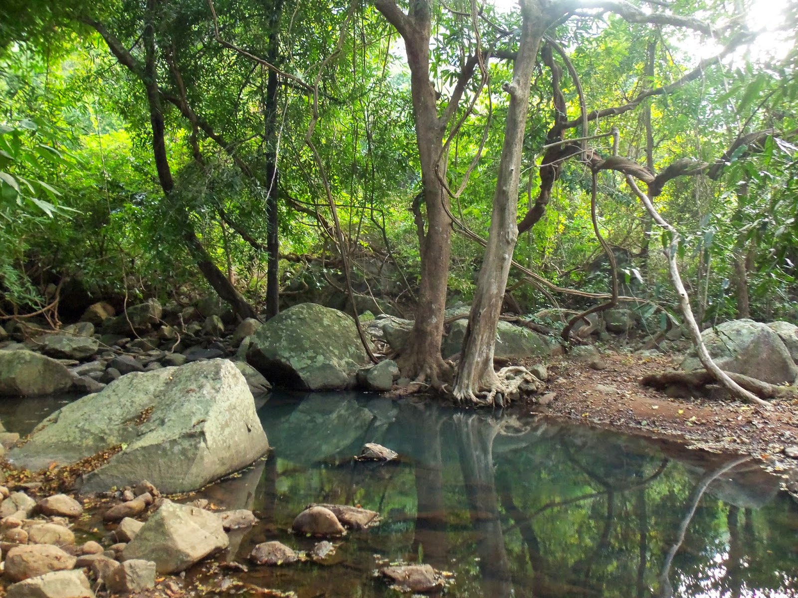 The stream drenching the forest