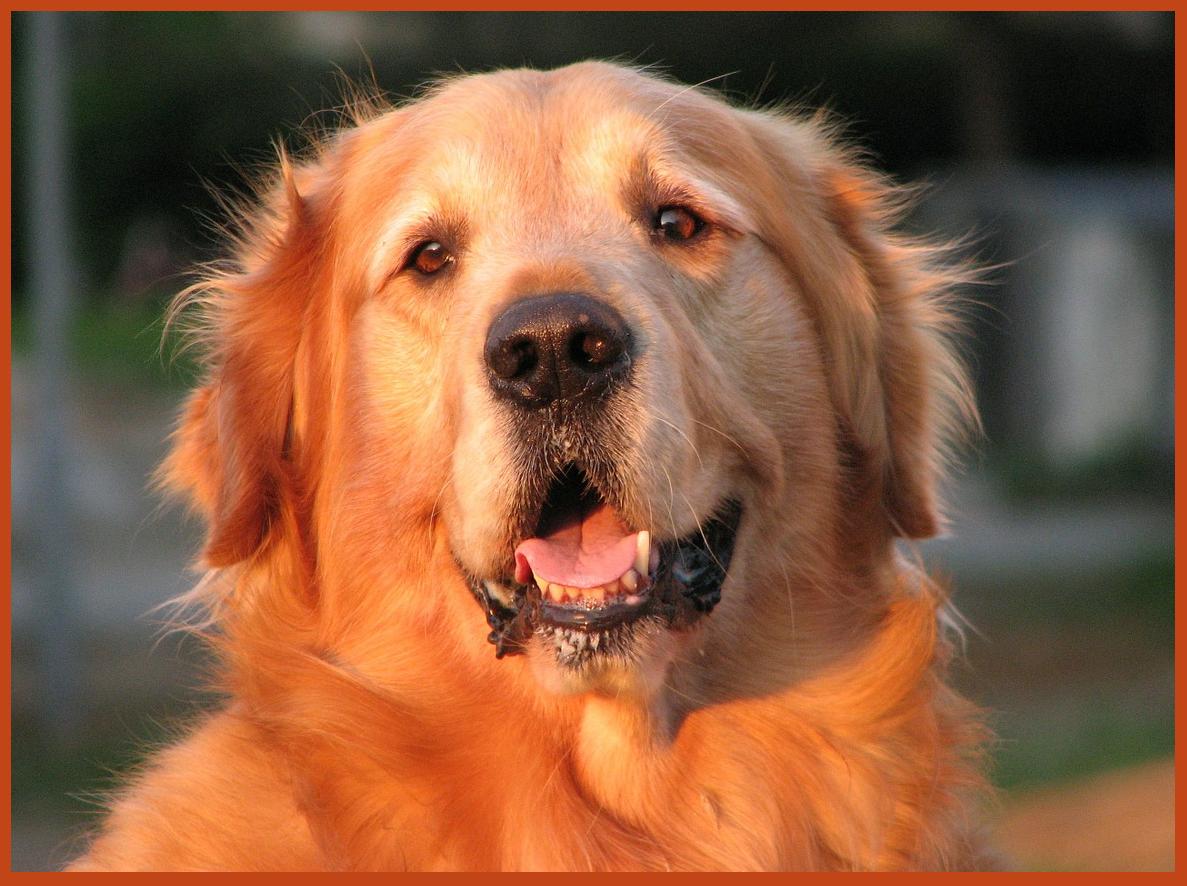 Golden Retriever Dog and puppies pictures | Nice Wallpapers, Animals