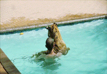 Marras Stuff: 99 Gifs Volumen 14 (Impresionantes, raros, divertidos y ...