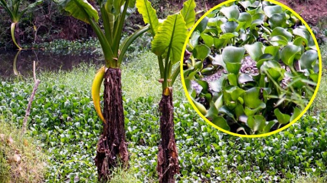 Fotografer Ini Terkejut Karena Diawasi, Coba Perhatikan Apa Dibalik Deretan Eceng Gondok! Fotografer Ini Terkejut Karena Diawasi, Coba Perhatikan Apa Dibalik Deretan Eceng Gondok!