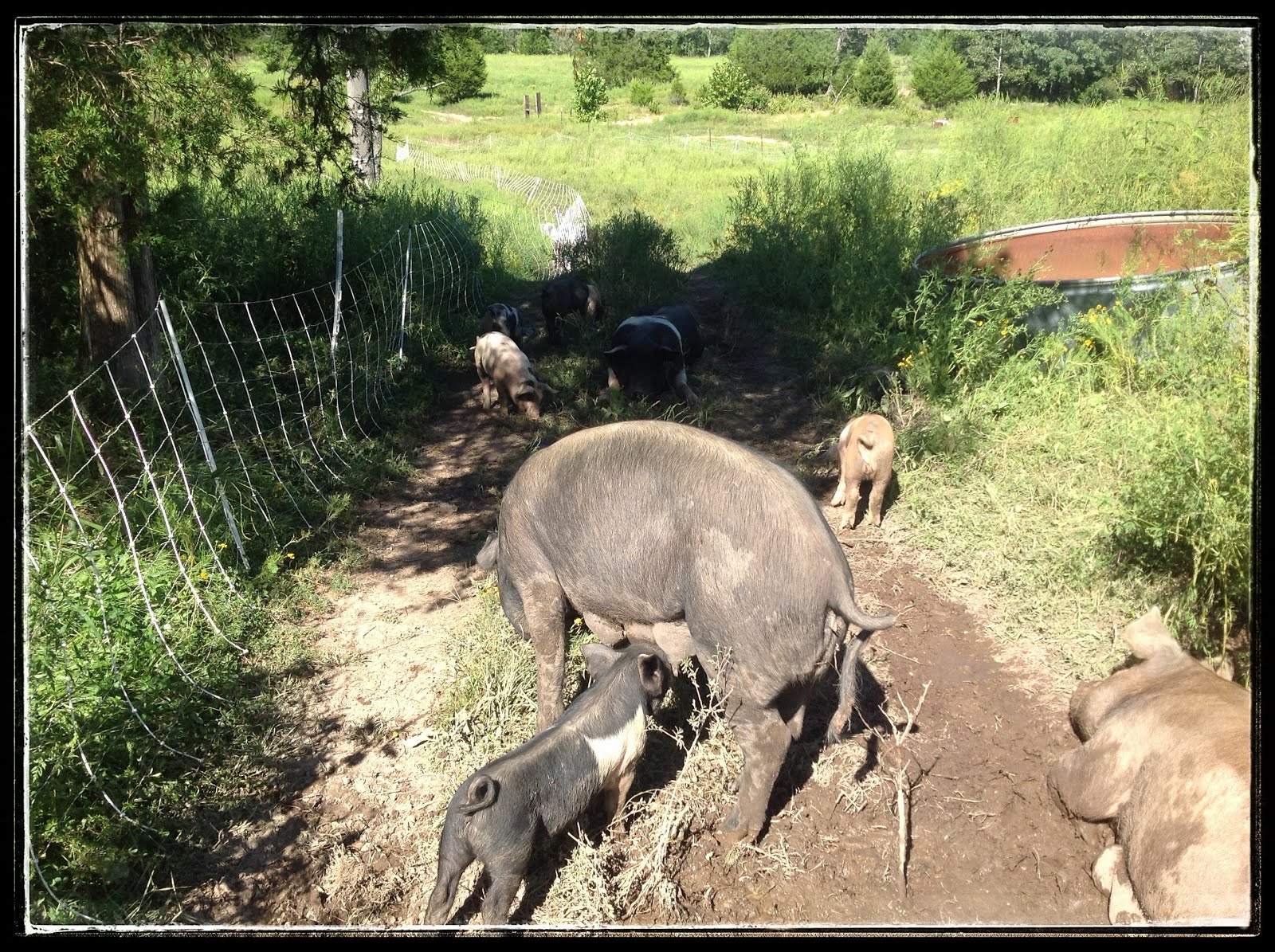 Hogs in Their New Home and Loving It!!