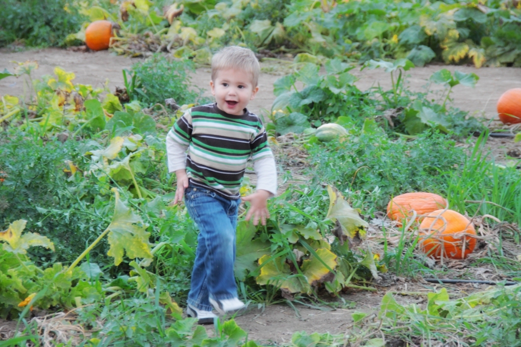 Ford Family Photos Pumpkin Patch Kids Live Oak Canyon Pumpkin Patch