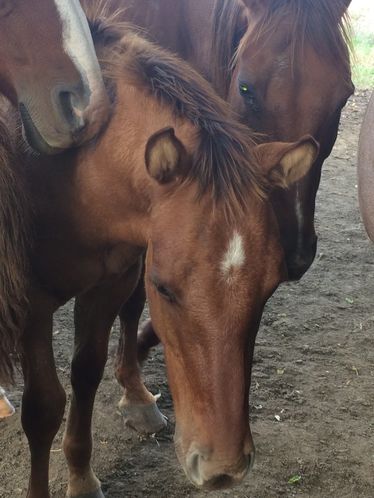 Windy Creek Quarter Horses 2017