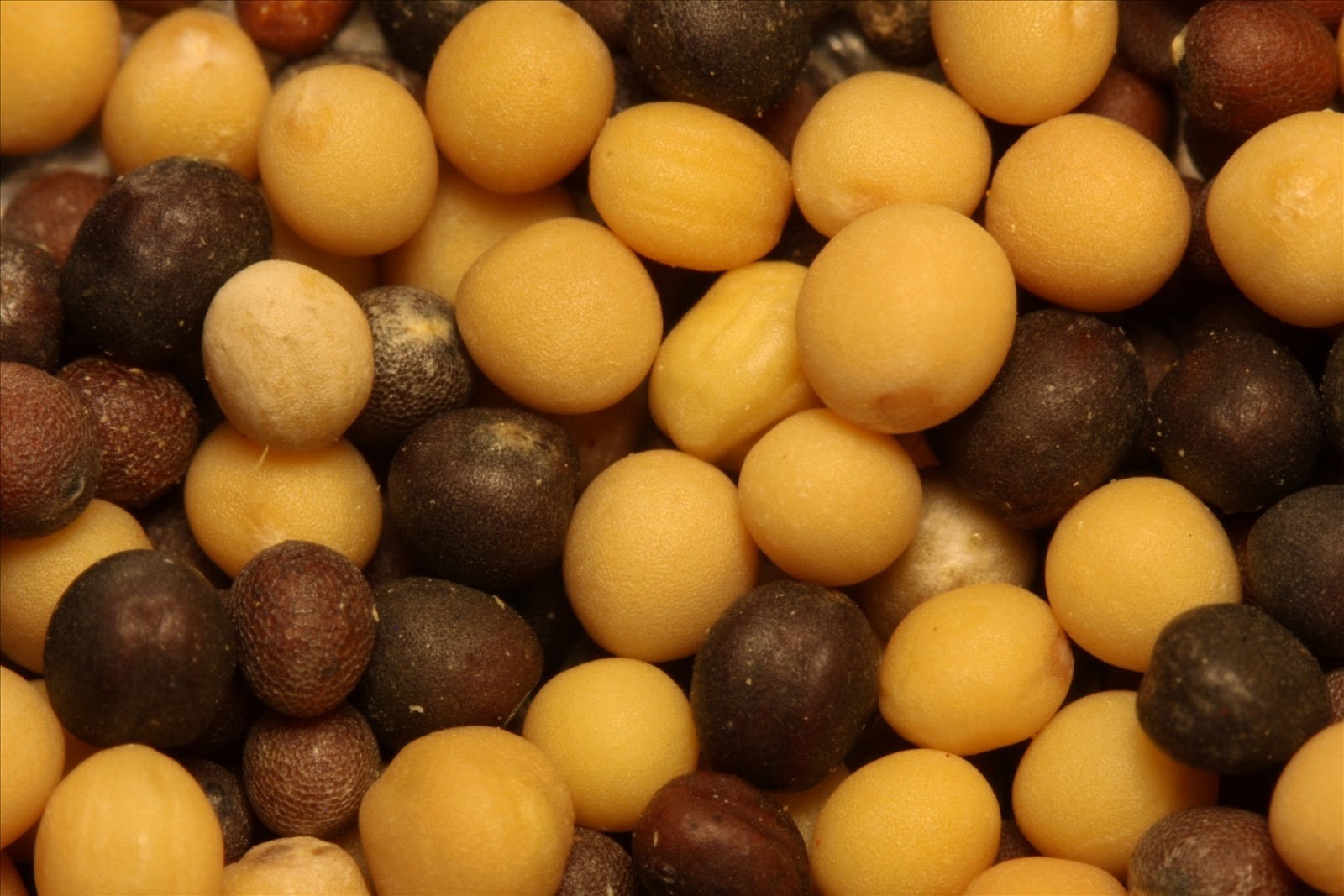 Mr. vs Mrs. Ingredient Intelligence Report Mustard Seed