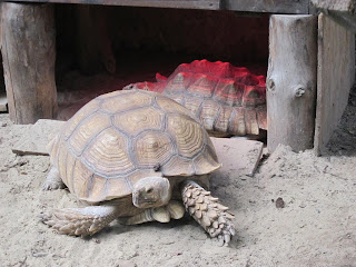 черепаха в ровенском зоопарке