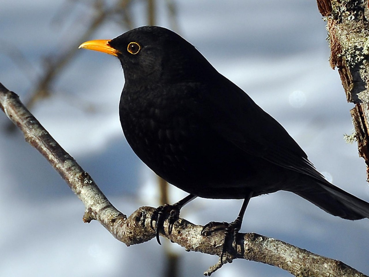 Как называется птица с оранжевым клювом. Черный певчий Дрозд. Обыкновенный скворец черный Дрозд. Желтоклювый Дрозд. Черный Дрозд птица самка.