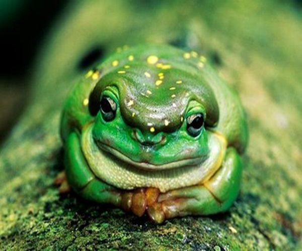 Frogs with beautiful Rainbow Colors! Big Fun The Fun Blog